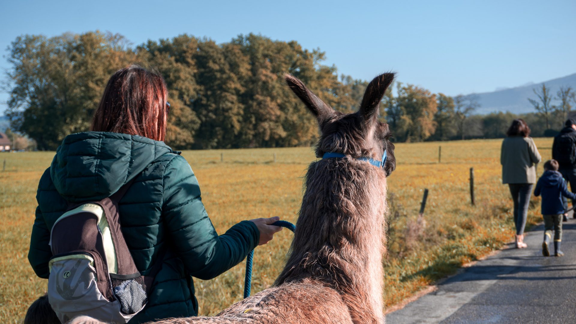 avec des lamas !