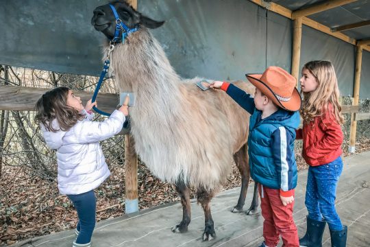 Les lamas de Salagine : Que deviennent-ils en hiver ?