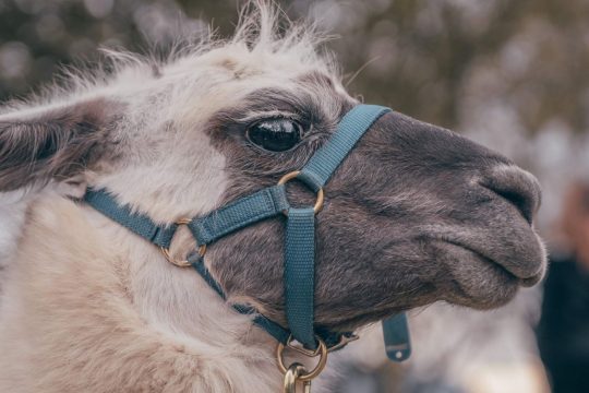 Les lamas de Salagine : Que deviennent-ils en hiver ?