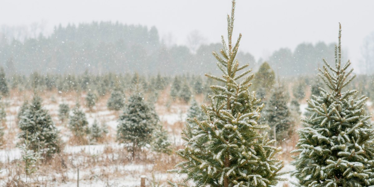 Votre destination pour le sapin de Noël parfait